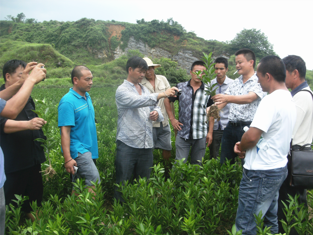 湖南樹人農(nóng)林科技有限公司,湖南柑橘品種銷售,中國果樹網(wǎng),常綠果樹類哪里好