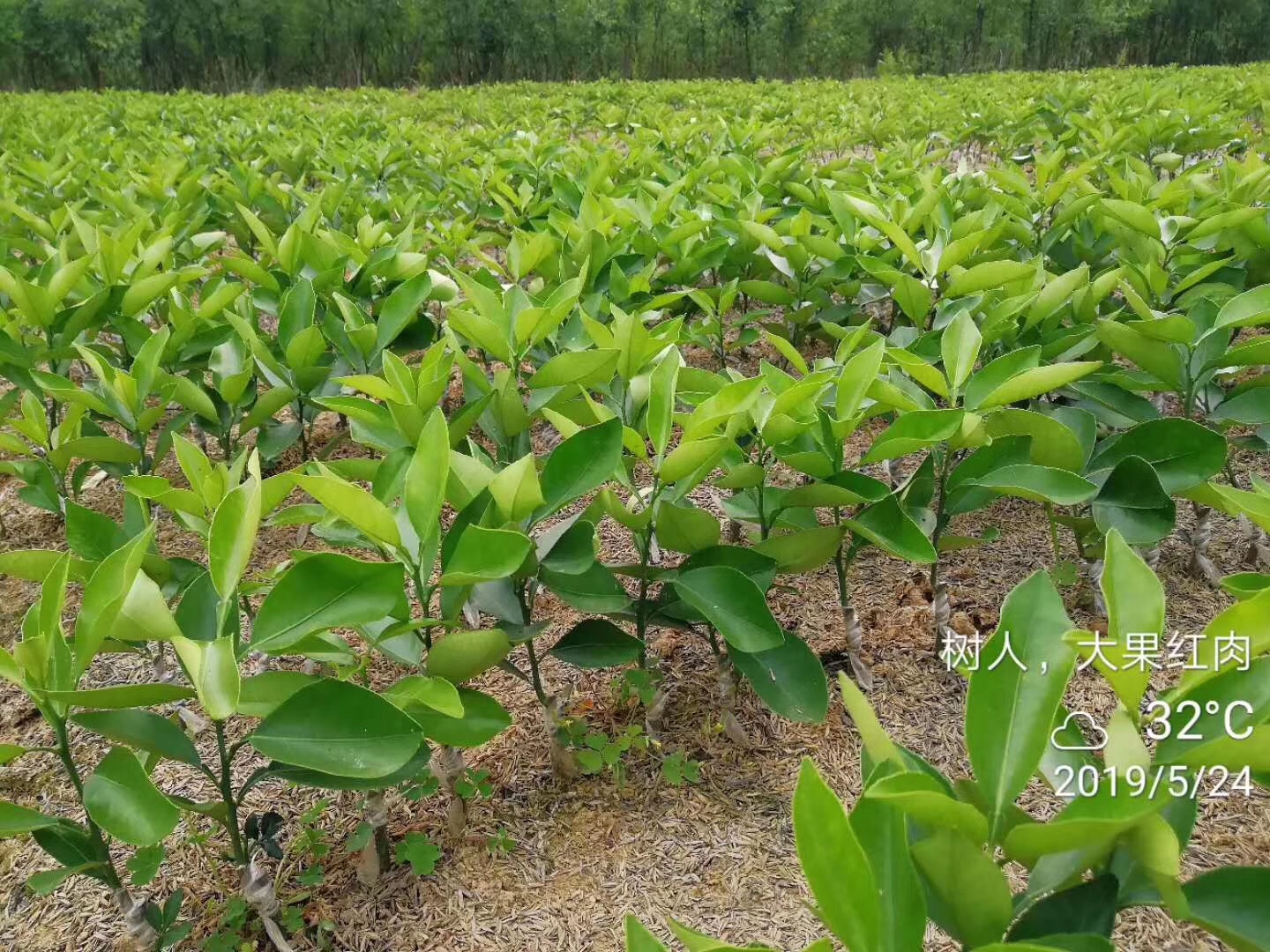湖南樹人農(nóng)林科技有限公司,湖南柑橘品種銷售,中國果樹網(wǎng),常綠果樹類哪里好