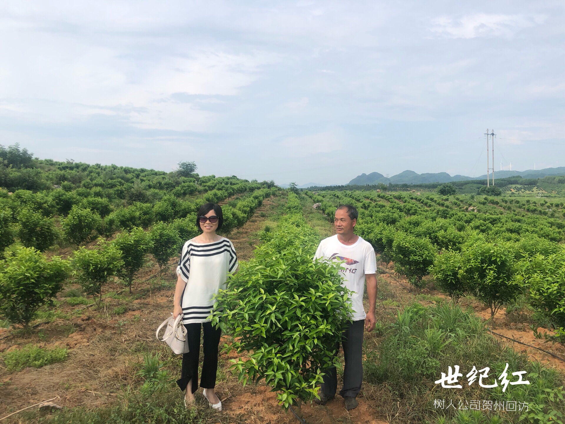 湖南樹人農(nóng)林科技有限公司,湖南柑橘品種銷售,中國(guó)果樹網(wǎng),常綠果樹類哪里好