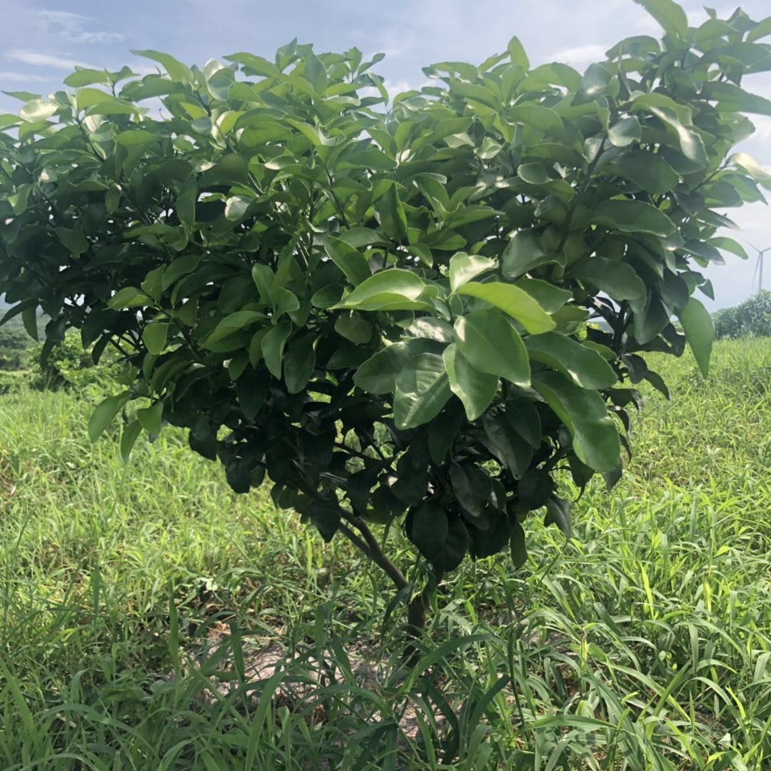 湖南樹人農(nóng)林科技有限公司,湖南柑橘品種銷售,中國(guó)果樹網(wǎng),常綠果樹類哪里好