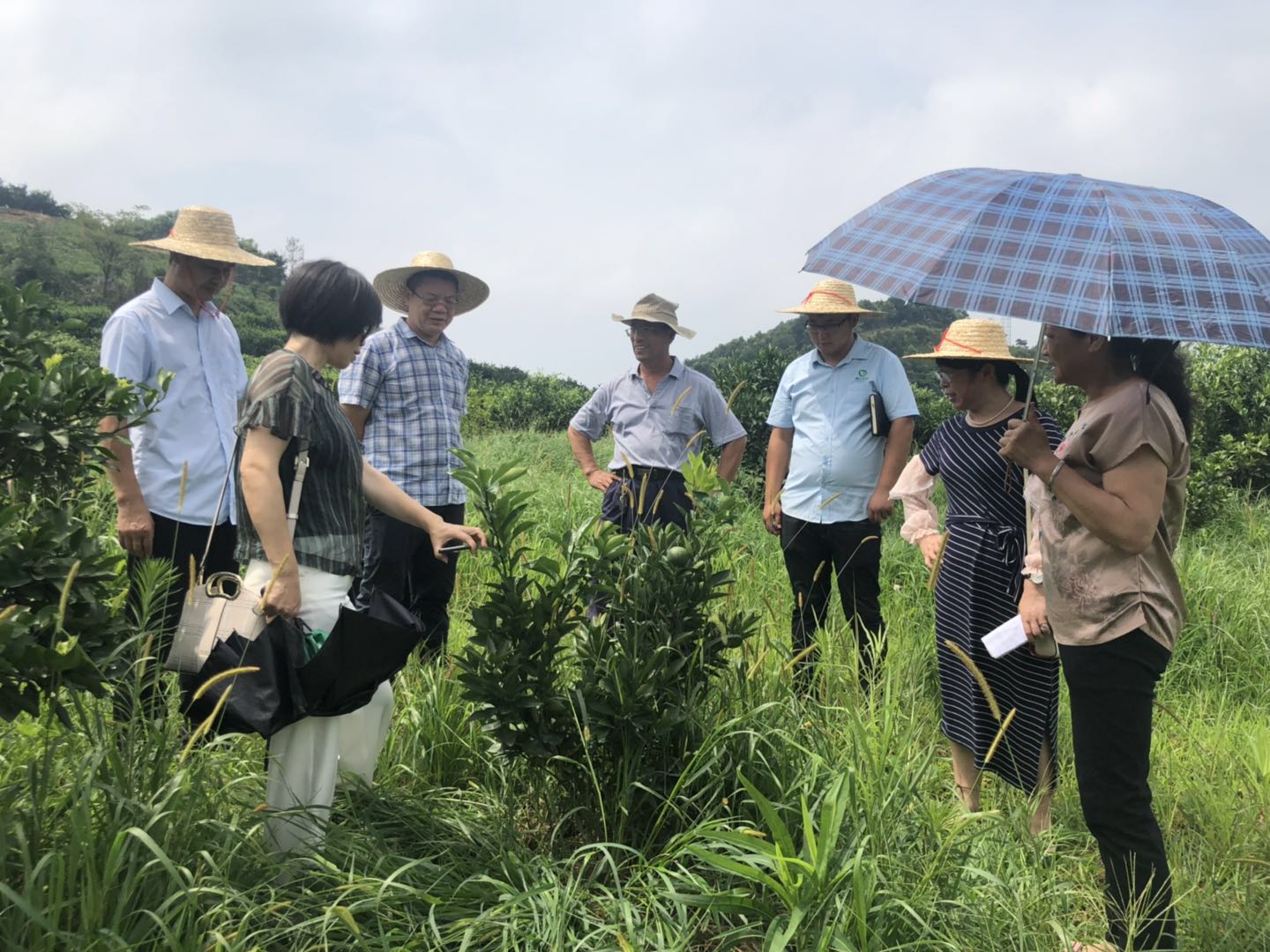 湖南樹人農(nóng)林科技有限公司,湖南柑橘品種銷售,中國(guó)果樹網(wǎng),常綠果樹類哪里好