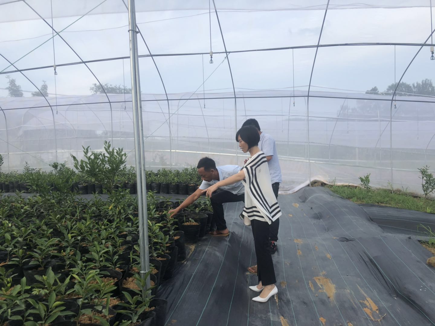湖南樹人農(nóng)林科技有限公司,湖南柑橘品種銷售,中國(guó)果樹網(wǎng),常綠果樹類哪里好
