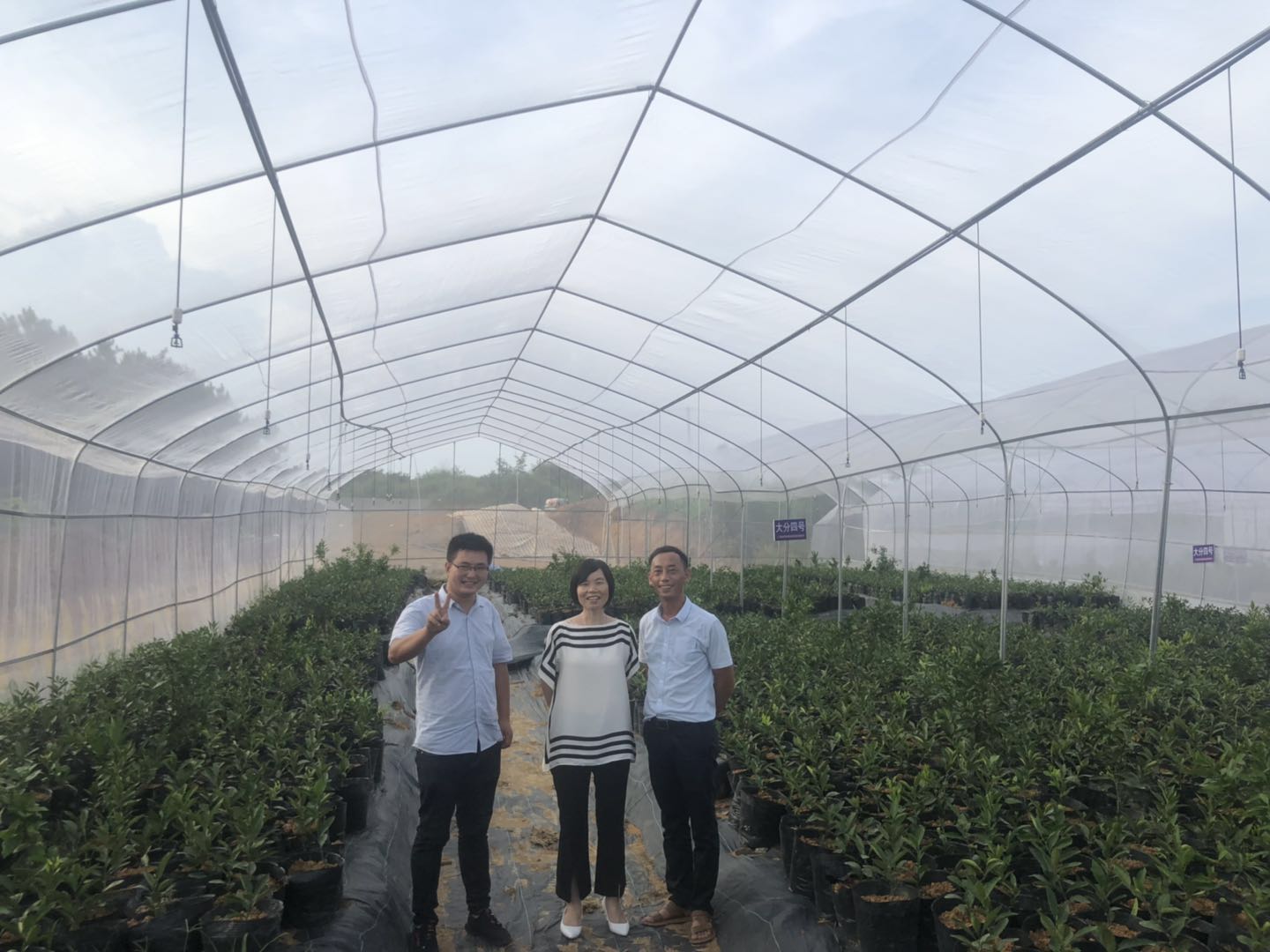 湖南樹人農(nóng)林科技有限公司,湖南柑橘品種銷售,中國(guó)果樹網(wǎng),常綠果樹類哪里好
