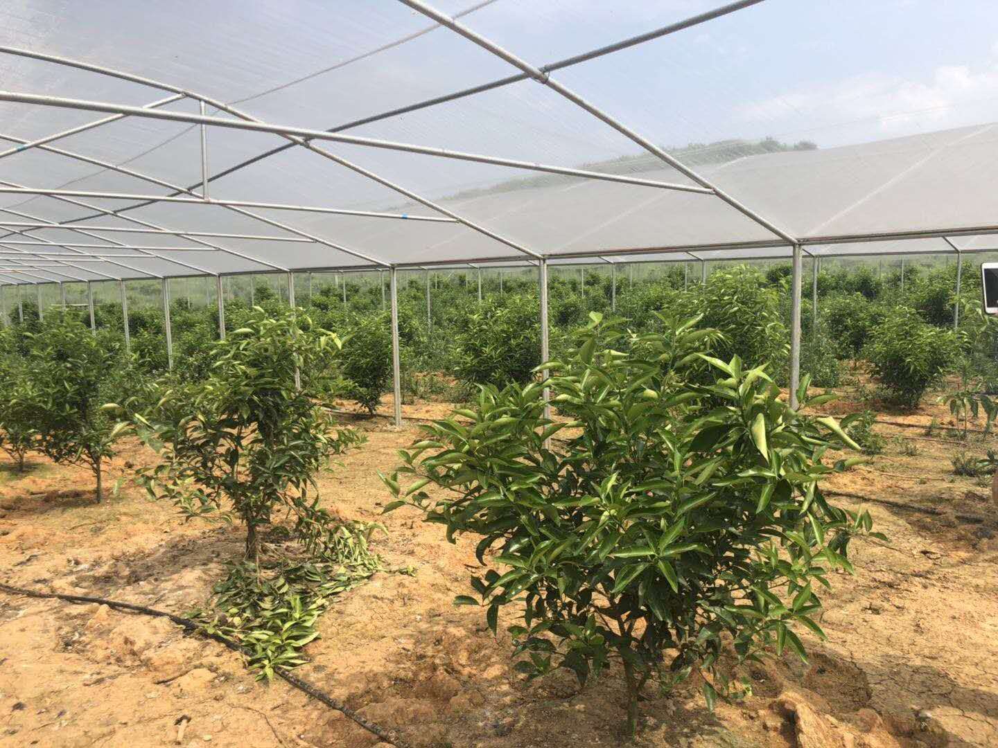 湖南樹人農(nóng)林科技有限公司,湖南柑橘品種銷售,中國果樹網(wǎng),常綠果樹類哪里好