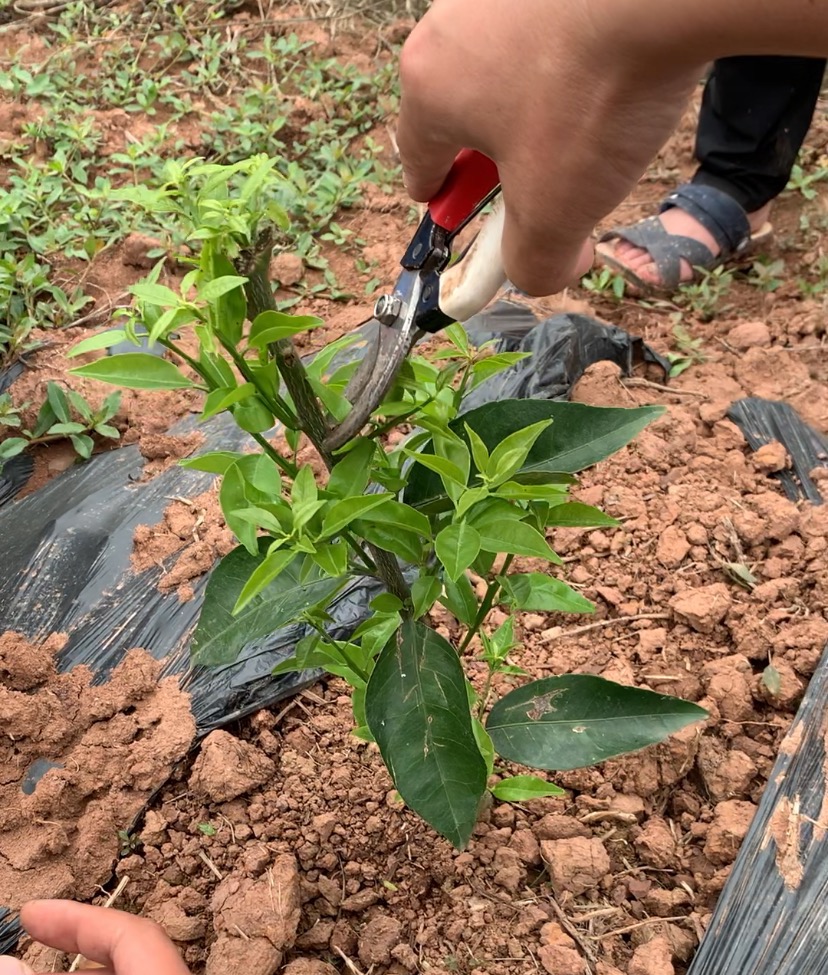 湖南樹人農(nóng)林科技有限公司,湖南柑橘品種銷售,中國果樹網(wǎng),常綠果樹類哪里好