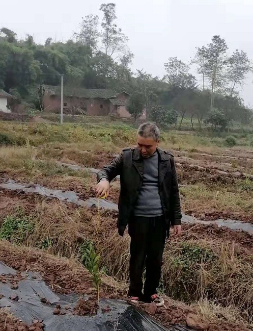 湖南樹(shù)人農(nóng)林科技有限公司,湖南柑橘品種銷(xiāo)售,中國(guó)果樹(shù)網(wǎng),常綠果樹(shù)類(lèi)哪里好