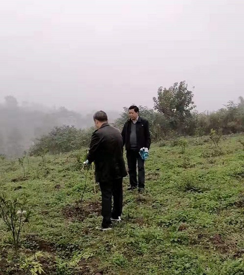 湖南樹(shù)人農(nóng)林科技有限公司,湖南柑橘品種銷(xiāo)售,中國(guó)果樹(shù)網(wǎng),常綠果樹(shù)類(lèi)哪里好