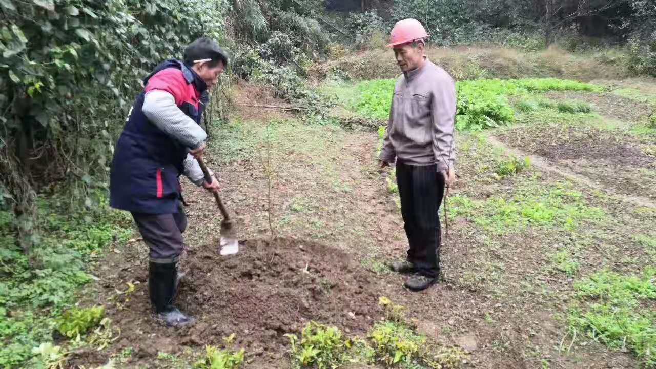 湖南樹人農(nóng)林科技有限公司,湖南柑橘品種銷售,中國果樹網(wǎng),常綠果樹類哪里好