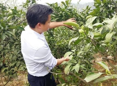 湖南樹(shù)人農(nóng)林科技有限公司,湖南柑橘品種銷(xiāo)售,中國(guó)果樹(shù)網(wǎng),常綠果樹(shù)類(lèi)哪里好