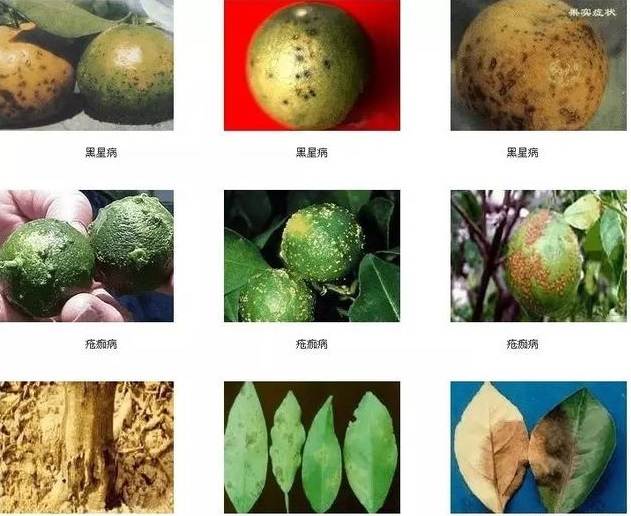 湖南樹(shù)人農(nóng)林科技有限公司,湖南柑橘品種銷(xiāo)售,中國(guó)果樹(shù)網(wǎng),常綠果樹(shù)類(lèi)哪里好