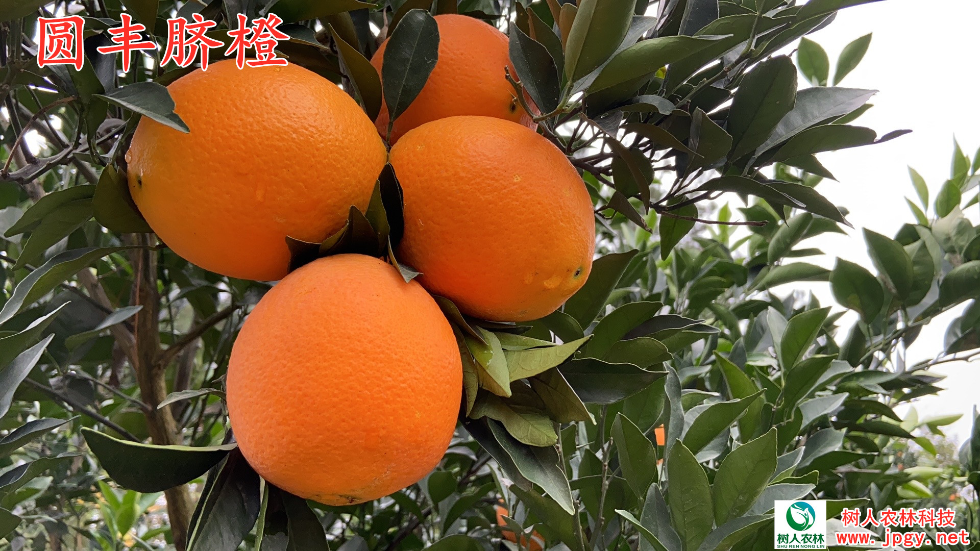 湖南樹(shù)人農(nóng)林科技有限公司,湖南柑橘品種銷(xiāo)售,中國(guó)果樹(shù)網(wǎng),常綠果樹(shù)類(lèi)哪里好