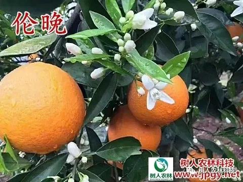 湖南樹人農(nóng)林科技有限公司,湖南柑橘品種銷售,中國果樹網(wǎng),常綠果樹類哪里好