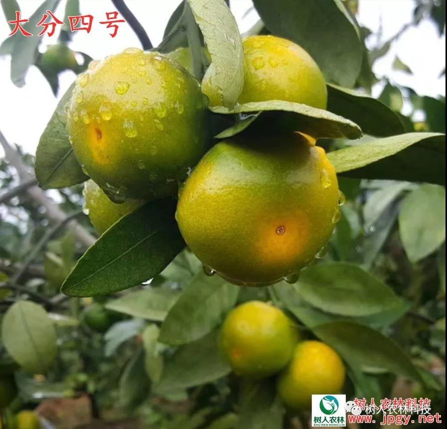 湖南樹人農(nóng)林科技有限公司,湖南柑橘品種銷售,中國果樹網(wǎng),常綠果樹類哪里好