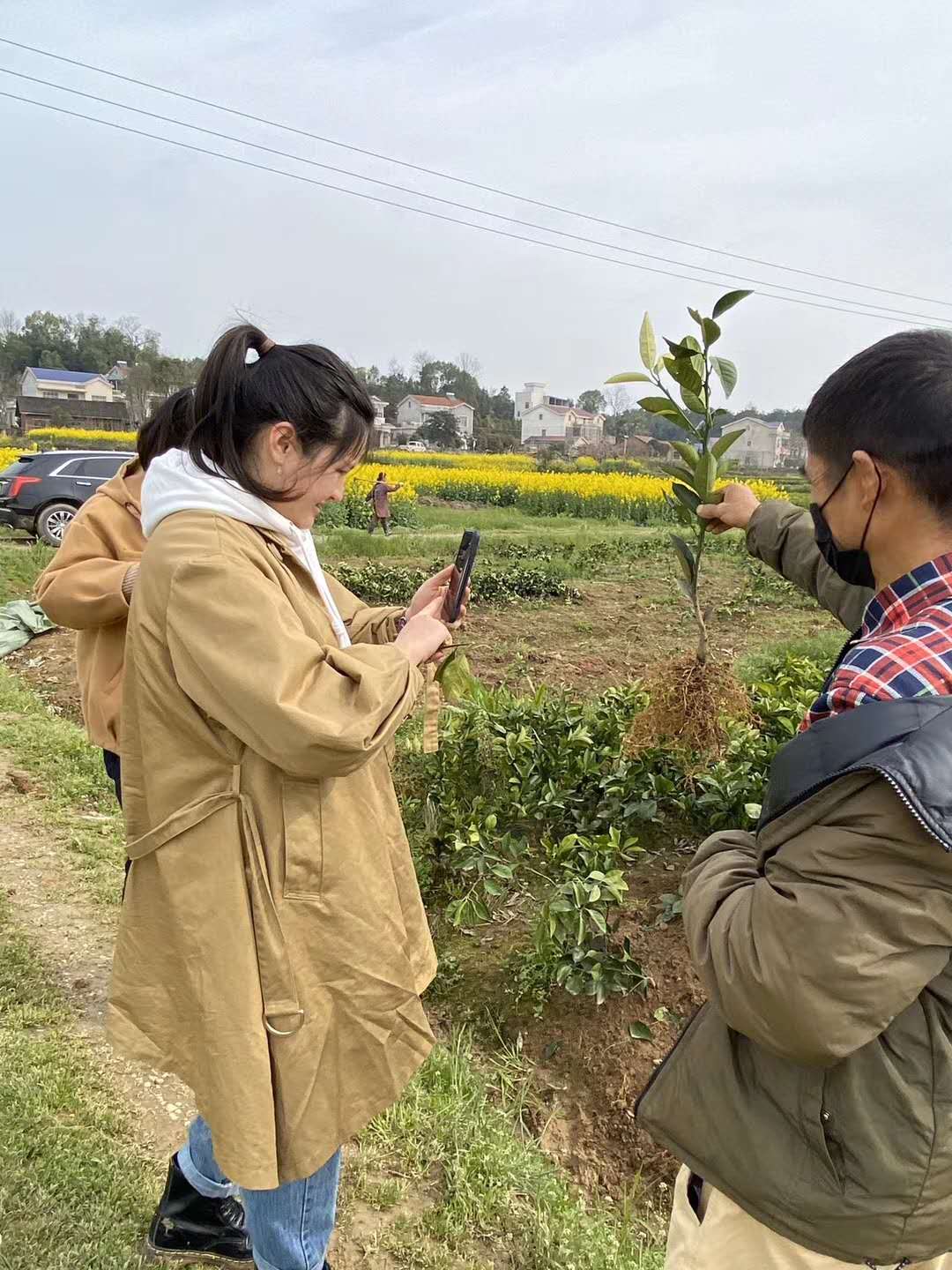 湖南樹人農(nóng)林科技有限公司,湖南柑橘品種銷售,中國果樹網(wǎng),常綠果樹類哪里好