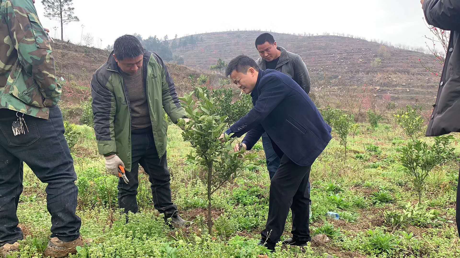 湖南樹人農(nóng)林科技有限公司,湖南柑橘品種銷售,中國果樹網(wǎng),常綠果樹類哪里好