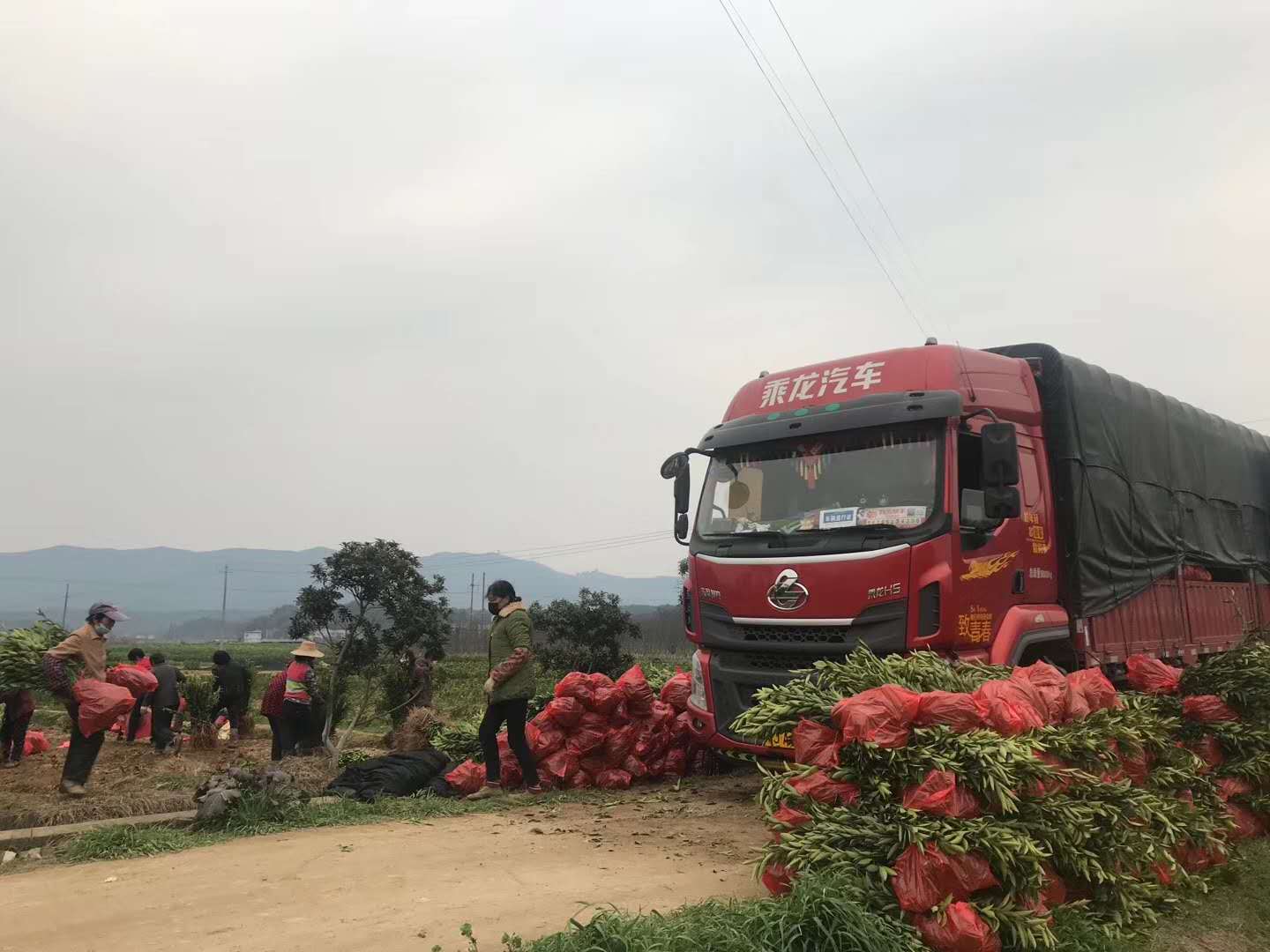 湖南樹人農(nóng)林科技有限公司,湖南柑橘品種銷售,中國果樹網(wǎng),常綠果樹類哪里好