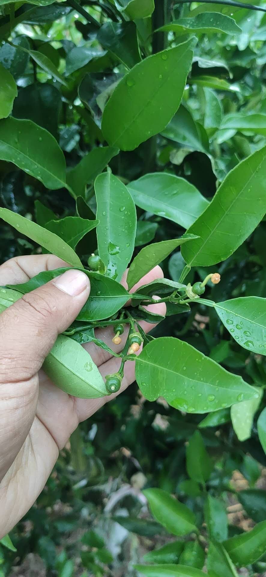 湖南樹人農(nóng)林科技有限公司,湖南柑橘品種銷售,中國(guó)果樹網(wǎng),常綠果樹類哪里好 湖南樹人農(nóng)林科技有限公司,湖南柑橘品種銷售,中國(guó)果樹網(wǎng),常綠果樹類哪里好