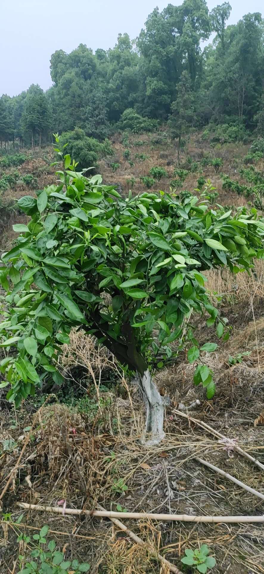 湖南樹人農(nóng)林科技有限公司,湖南柑橘品種銷售,中國(guó)果樹網(wǎng),常綠果樹類哪里好 湖南樹人農(nóng)林科技有限公司,湖南柑橘品種銷售,中國(guó)果樹網(wǎng),常綠果樹類哪里好