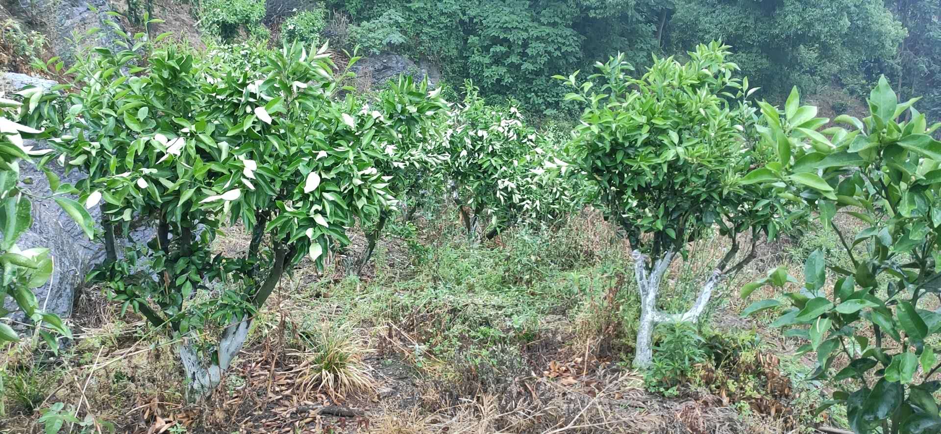 湖南樹人農(nóng)林科技有限公司,湖南柑橘品種銷售,中國(guó)果樹網(wǎng),常綠果樹類哪里好 湖南樹人農(nóng)林科技有限公司,湖南柑橘品種銷售,中國(guó)果樹網(wǎng),常綠果樹類哪里好