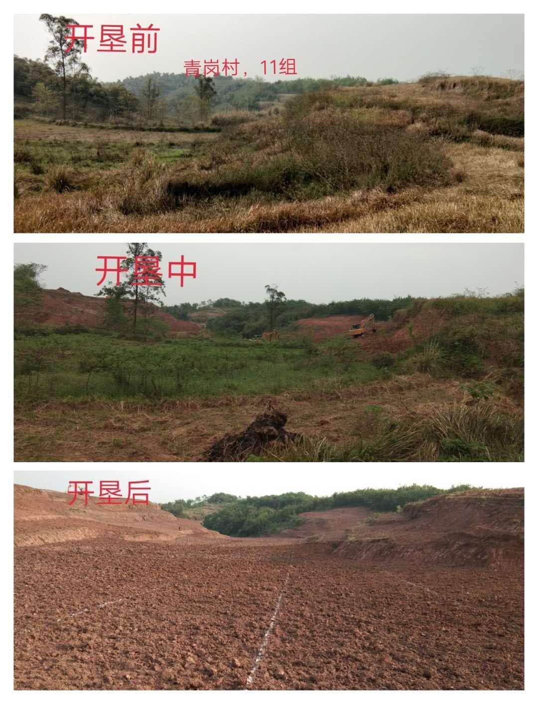 湖南樹人農(nóng)林科技有限公司,湖南柑橘品種銷售,中國果樹網(wǎng),常綠果樹類哪里好