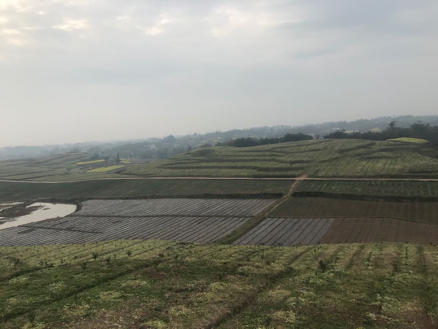 湖南樹人農(nóng)林科技有限公司,湖南柑橘品種銷售,中國果樹網(wǎng),常綠果樹類哪里好