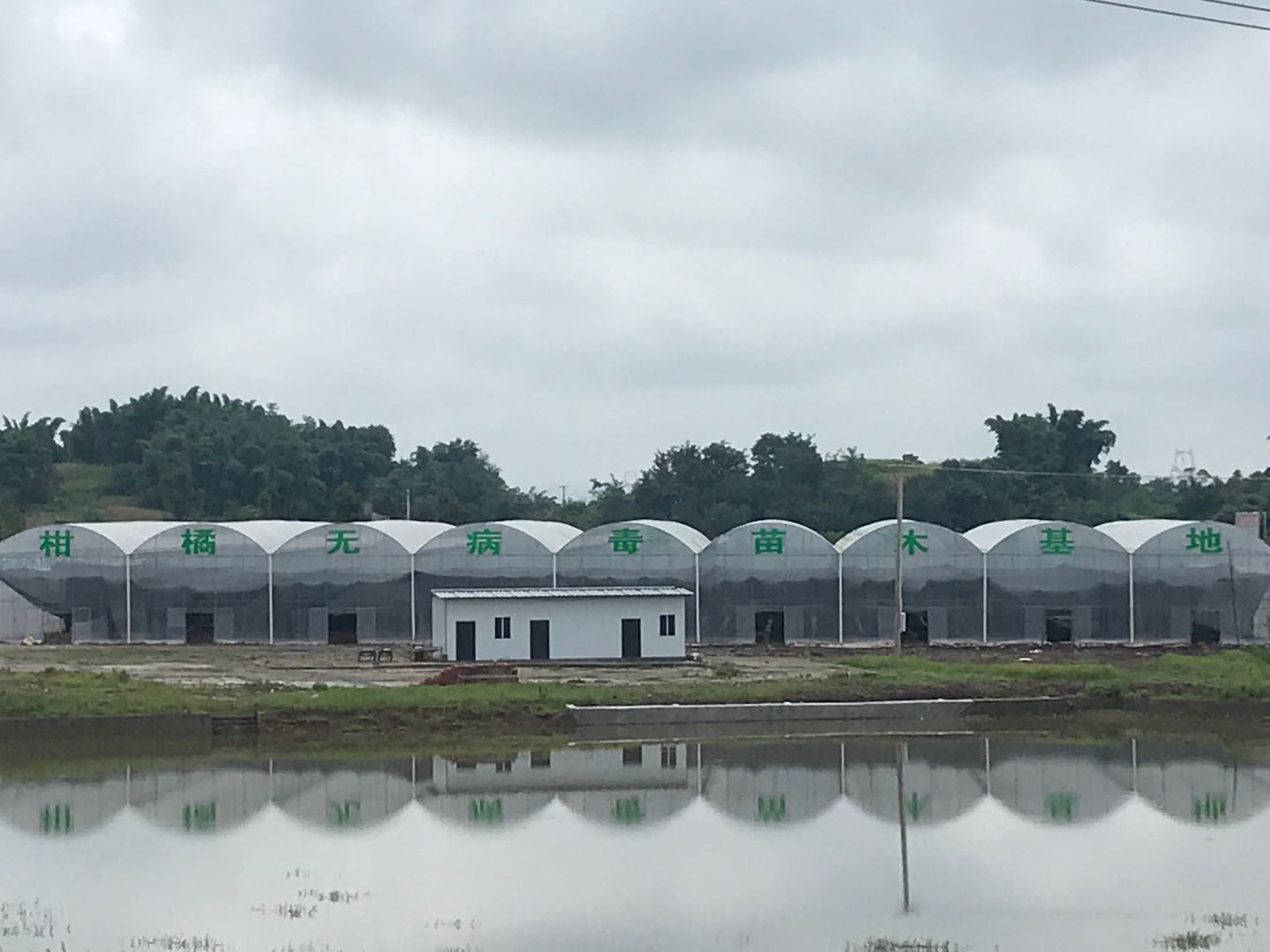湖南樹人農(nóng)林科技有限公司,湖南柑橘品種銷售,中國果樹網(wǎng),常綠果樹類哪里好