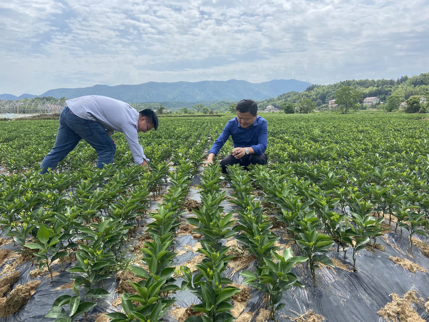 湖南樹人農(nóng)林科技有限公司,湖南柑橘品種銷售,中國果樹網(wǎng),常綠果樹類哪里好