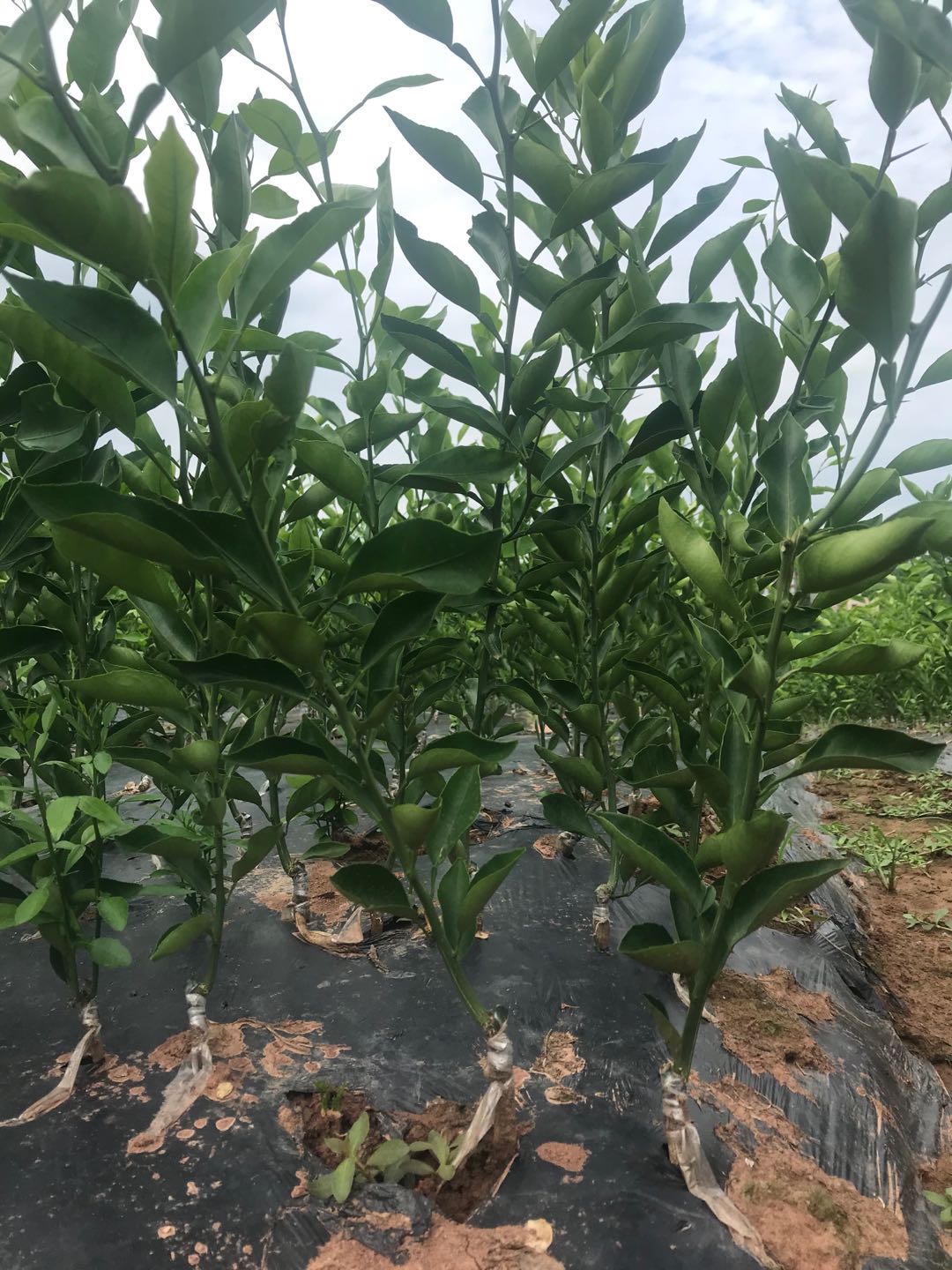 湖南樹人農(nóng)林科技有限公司,湖南柑橘品種銷售,中國果樹網(wǎng),常綠果樹類哪里好