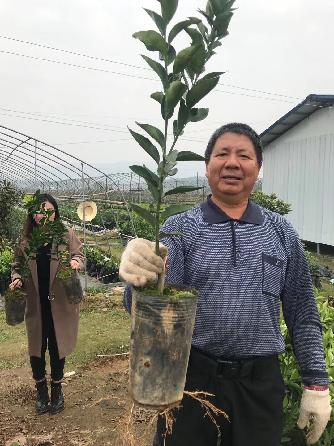 湖南樹人農(nóng)林科技有限公司,湖南柑橘品種銷售,中國果樹網(wǎng),常綠果樹類哪里好