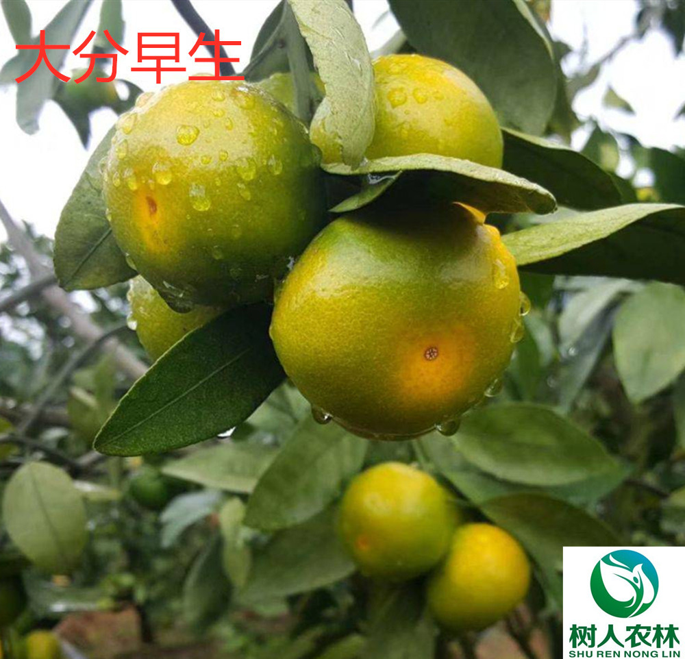 湖南樹(shù)人農(nóng)林科技有限公司,湖南柑橘品種銷售,中國(guó)果樹(shù)網(wǎng),常綠果樹(shù)類哪里好