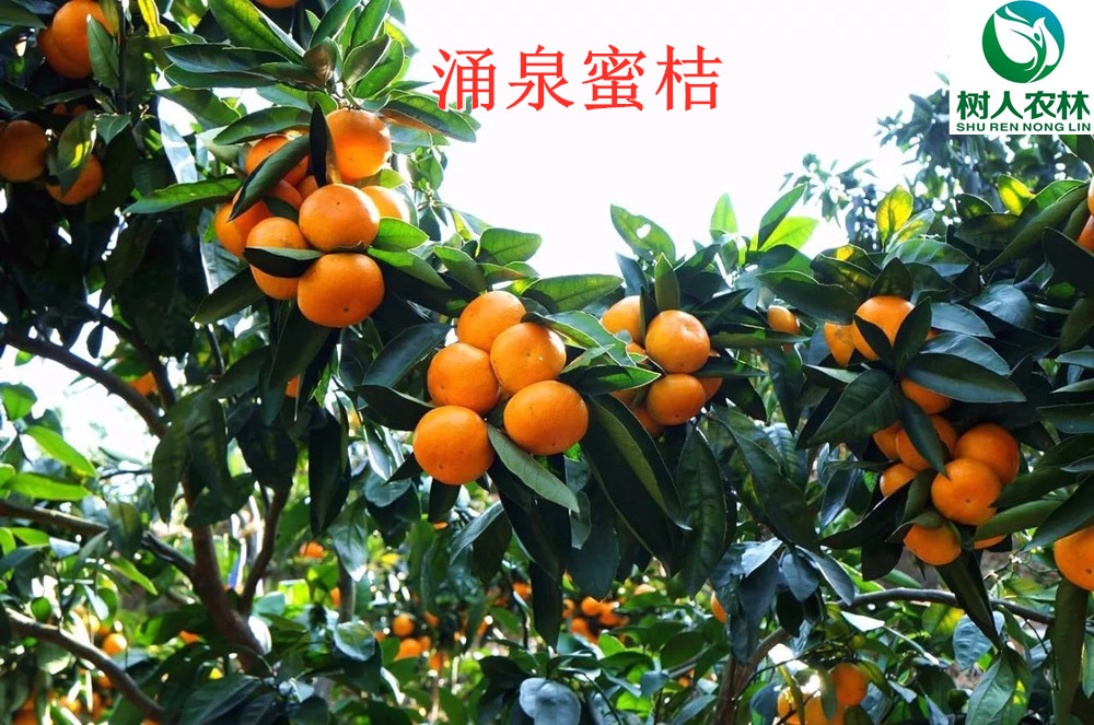 湖南樹(shù)人農(nóng)林科技有限公司,湖南柑橘品種銷售,中國(guó)果樹(shù)網(wǎng),常綠果樹(shù)類哪里好