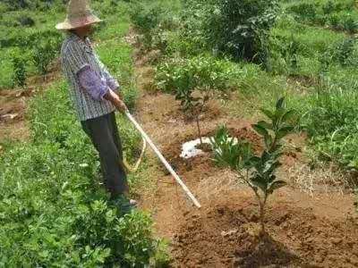 湖南樹人農(nóng)林科技有限公司,湖南柑橘品種銷售,中國果樹網(wǎng),常綠果樹類哪里好
