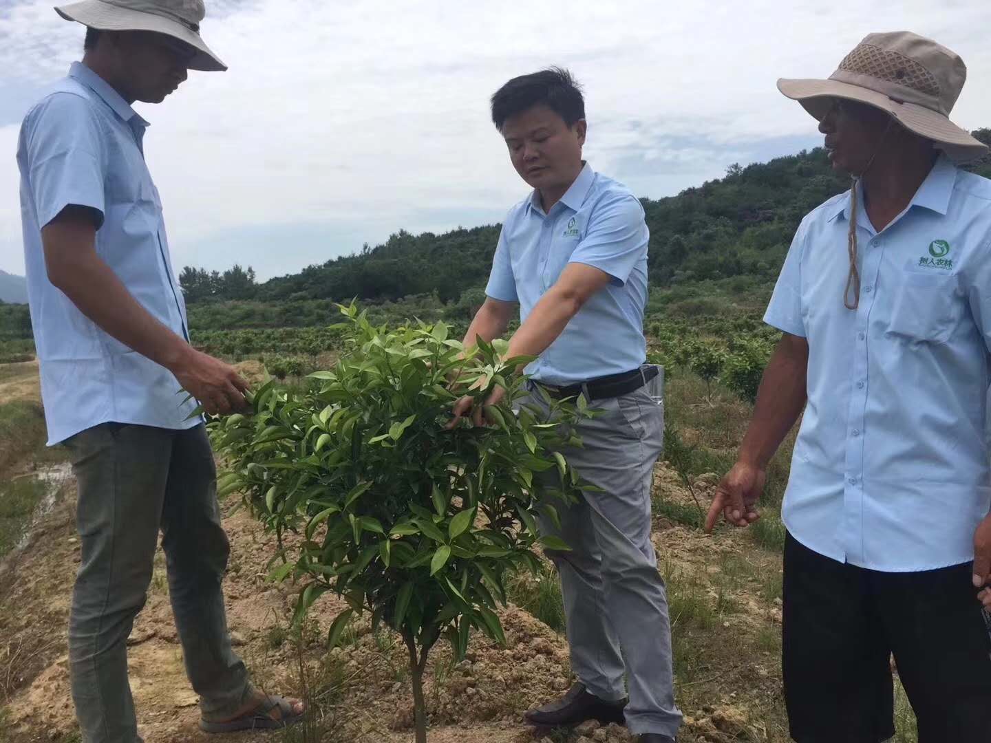 湖南樹人農(nóng)林科技有限公司,湖南柑橘品種銷售,中國果樹網(wǎng),常綠果樹類哪里好