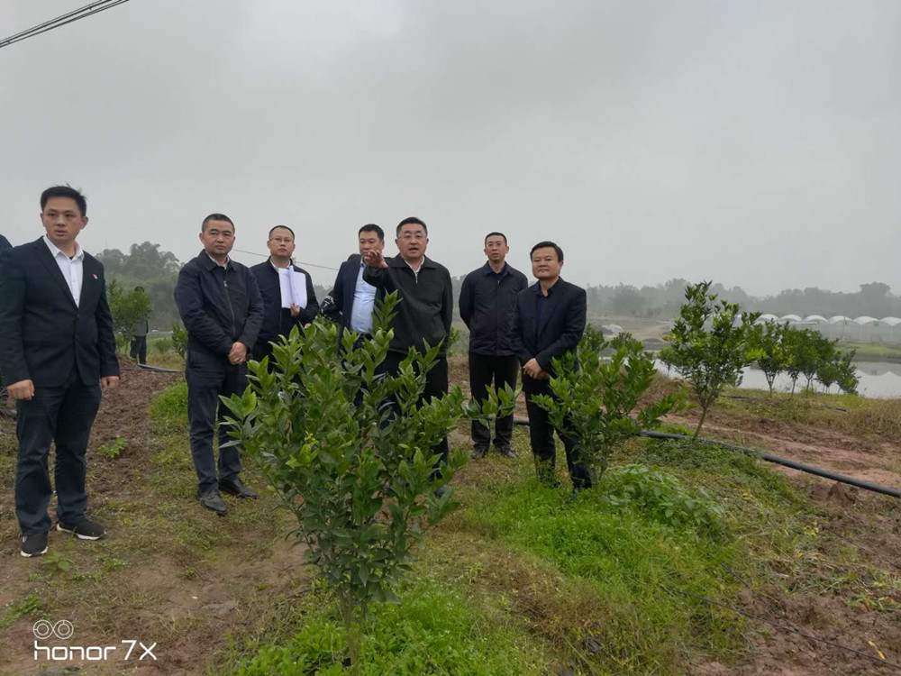 湖南樹(shù)人農(nóng)林科技有限公司,湖南柑橘品種銷售,中國(guó)果樹(shù)網(wǎng),常綠果樹(shù)類哪里好