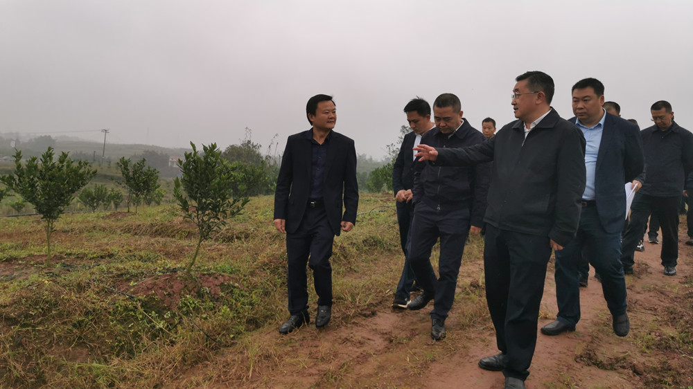 湖南樹(shù)人農(nóng)林科技有限公司,湖南柑橘品種銷售,中國(guó)果樹(shù)網(wǎng),常綠果樹(shù)類哪里好