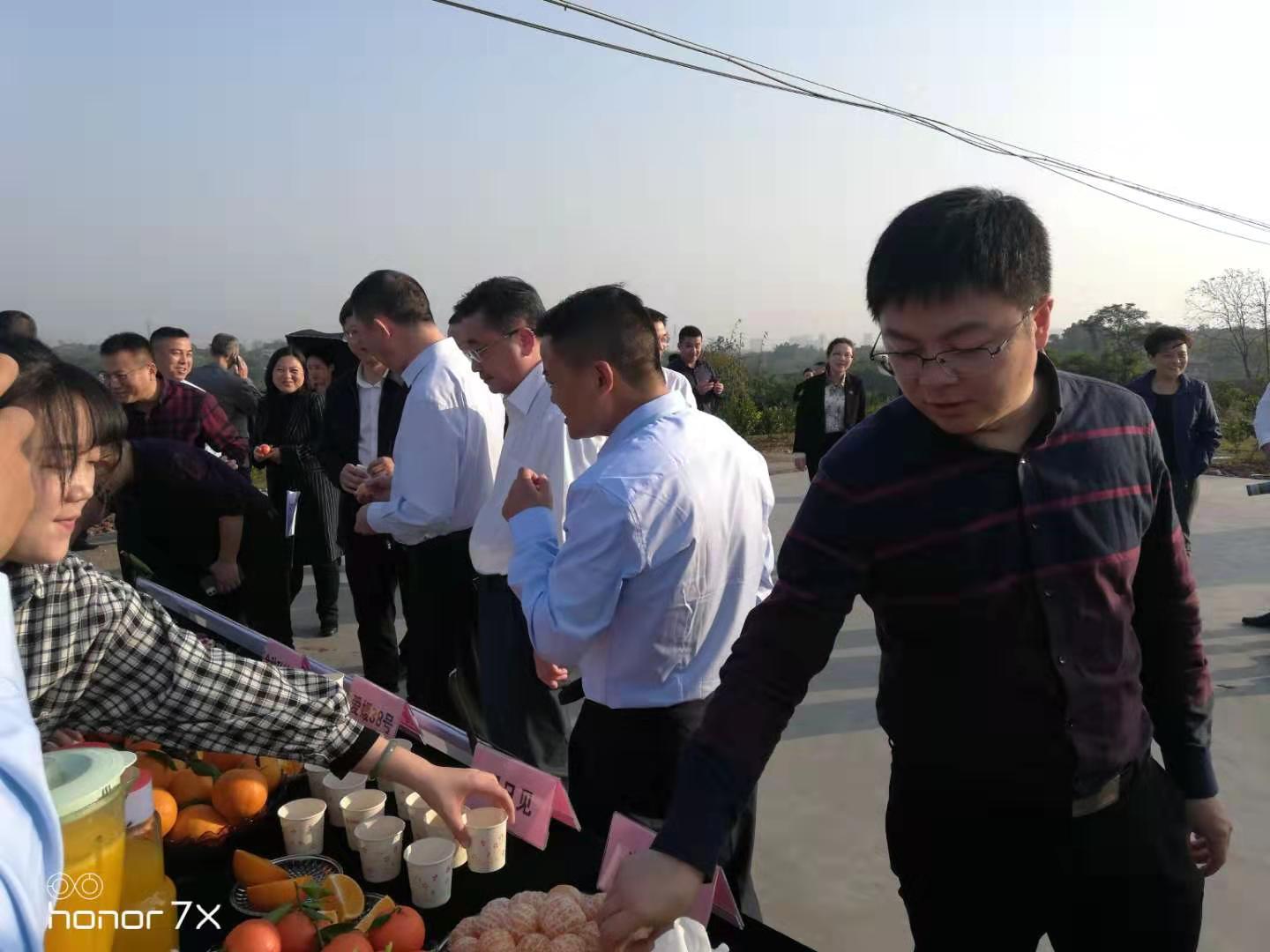 湖南樹人農(nóng)林科技有限公司,湖南柑橘品種銷售,中國果樹網(wǎng),常綠果樹類哪里好