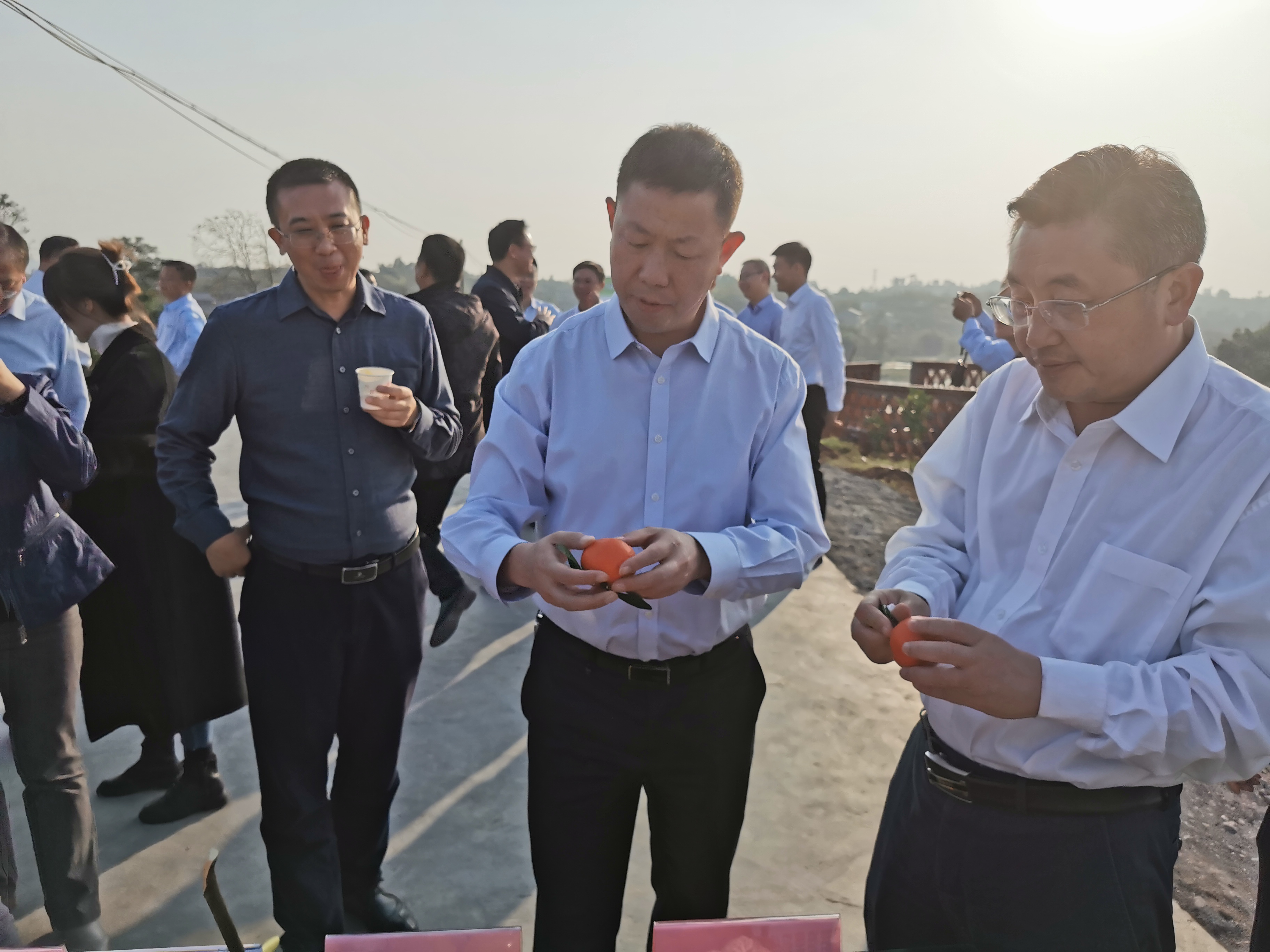 湖南樹人農(nóng)林科技有限公司,湖南柑橘品種銷售,中國果樹網(wǎng),常綠果樹類哪里好