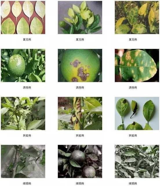 湖南樹人農(nóng)林科技有限公司,湖南柑橘品種銷售,中國(guó)果樹網(wǎng),常綠果樹類哪里好 湖南樹人農(nóng)林科技有限公司,湖南柑橘品種銷售,中國(guó)果樹網(wǎng),常綠果樹類哪里好