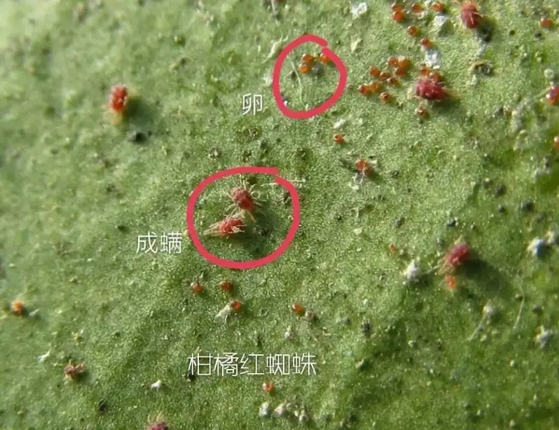 湖南樹人農(nóng)林科技有限公司,湖南柑橘品種銷售,中國(guó)果樹網(wǎng),常綠果樹類哪里好 湖南樹人農(nóng)林科技有限公司,湖南柑橘品種銷售,中國(guó)果樹網(wǎng),常綠果樹類哪里好