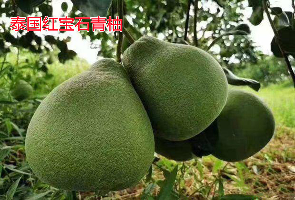 湖南樹人農(nóng)林科技有限公司,湖南柑橘品種銷售,中國(guó)果樹網(wǎng),常綠果樹類哪里好